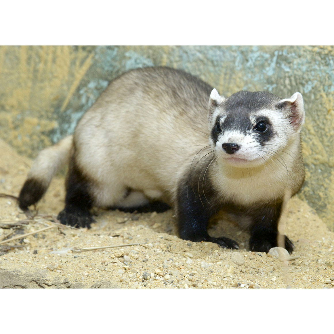 Американский хорёк (Mustela nigripes) Фото №4