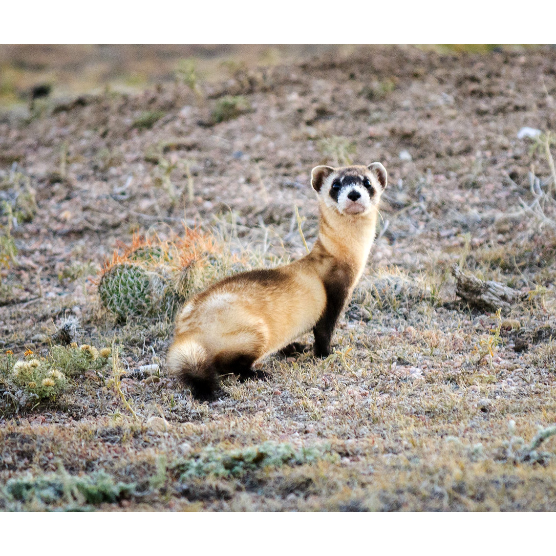 Американский хорёк (Mustela nigripes) Фото №5