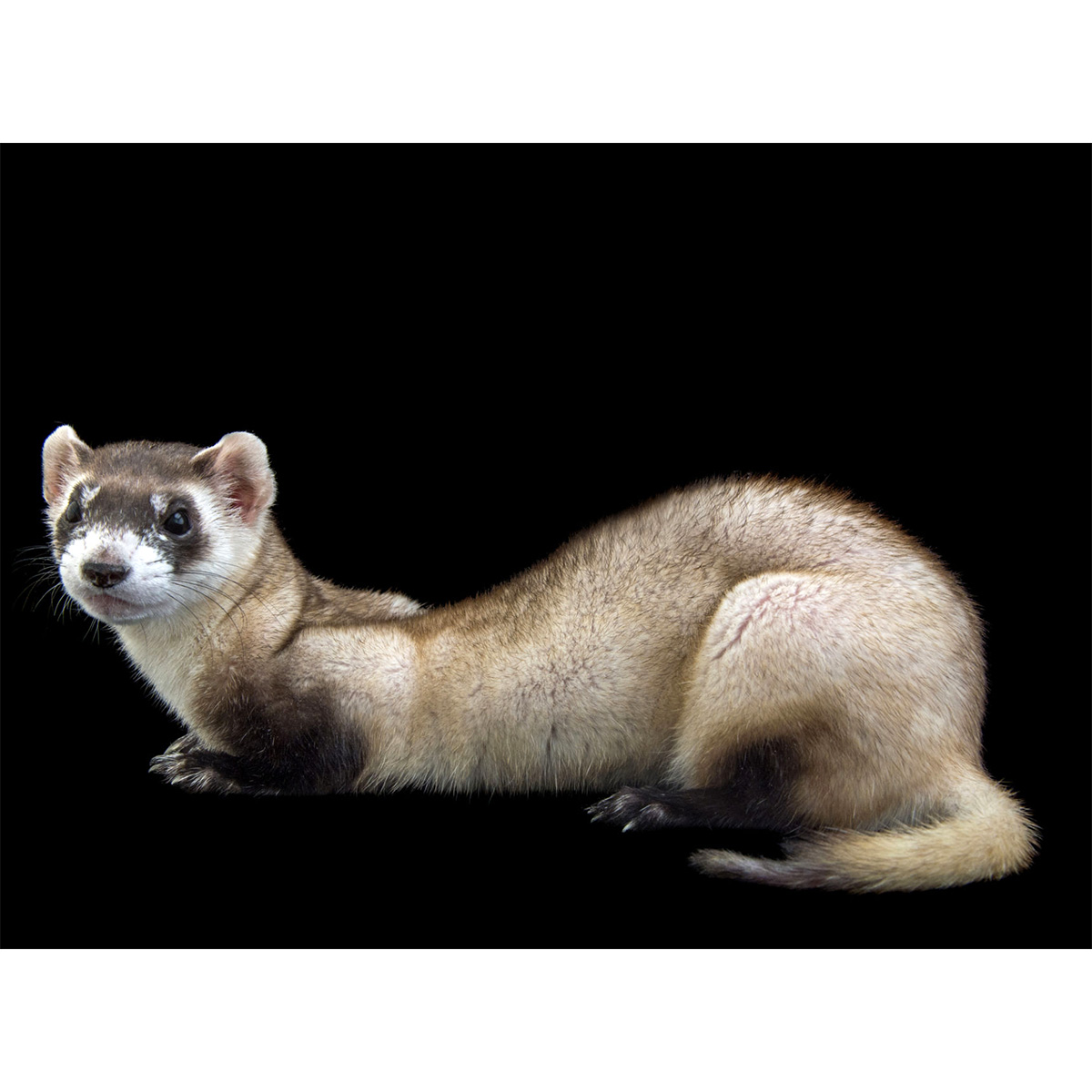 Американский хорёк (Mustela nigripes) Фото №6