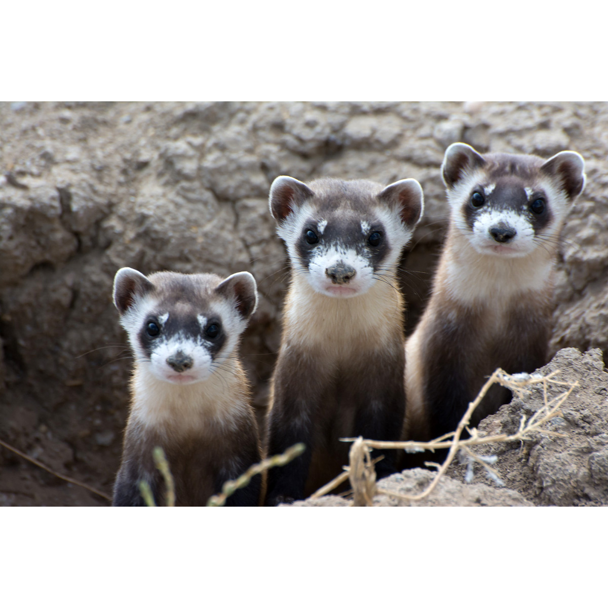 Американский хорёк (Mustela nigripes) Фото №7