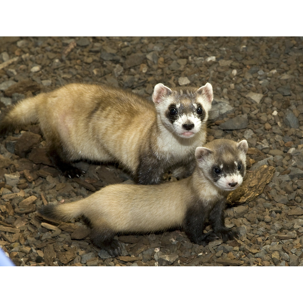Американский хорёк (Mustela nigripes) Фото №8