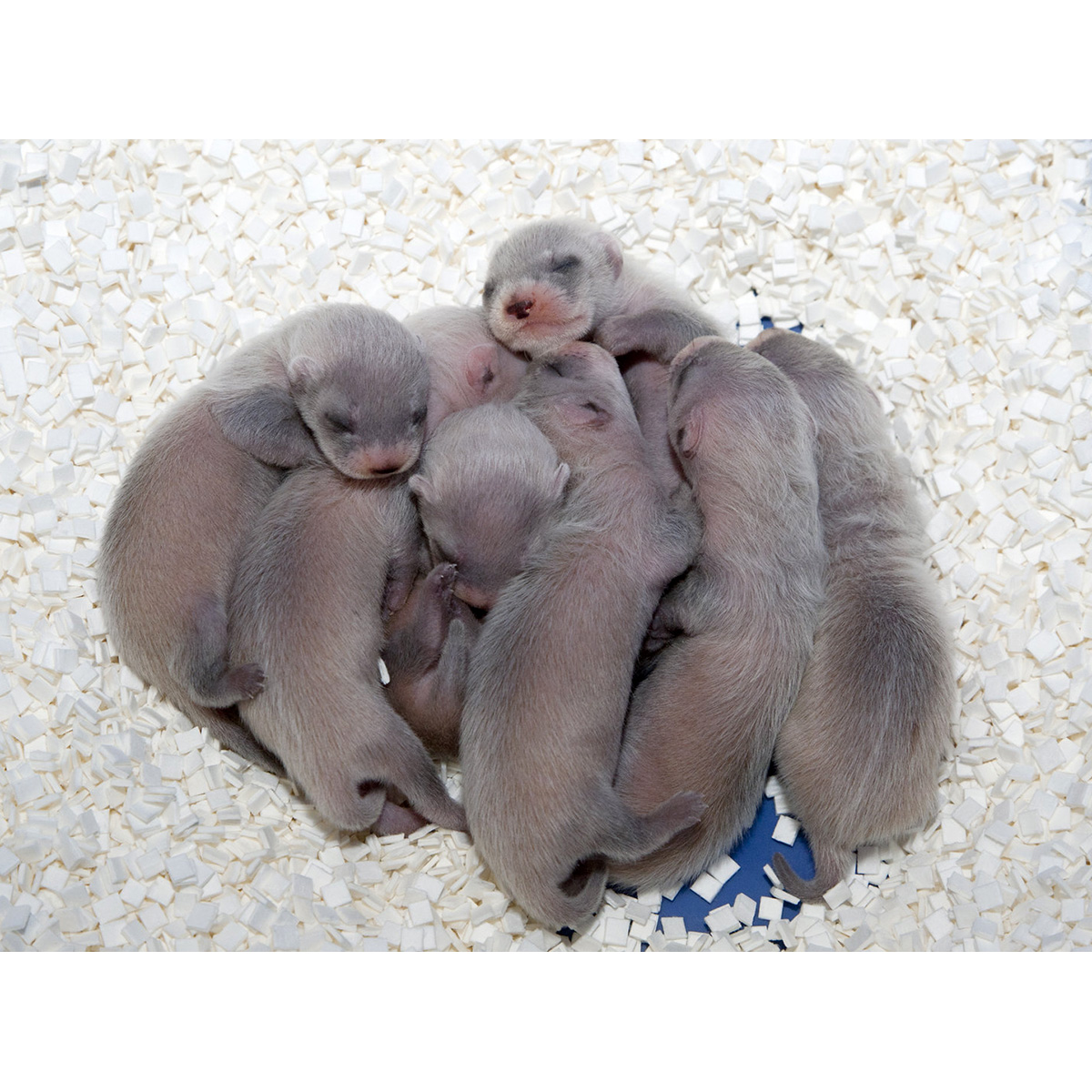 Американский хорёк (Mustela nigripes) Фото №9