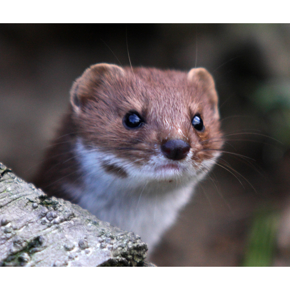 Ласка (Mustela nivalis) Фото №10