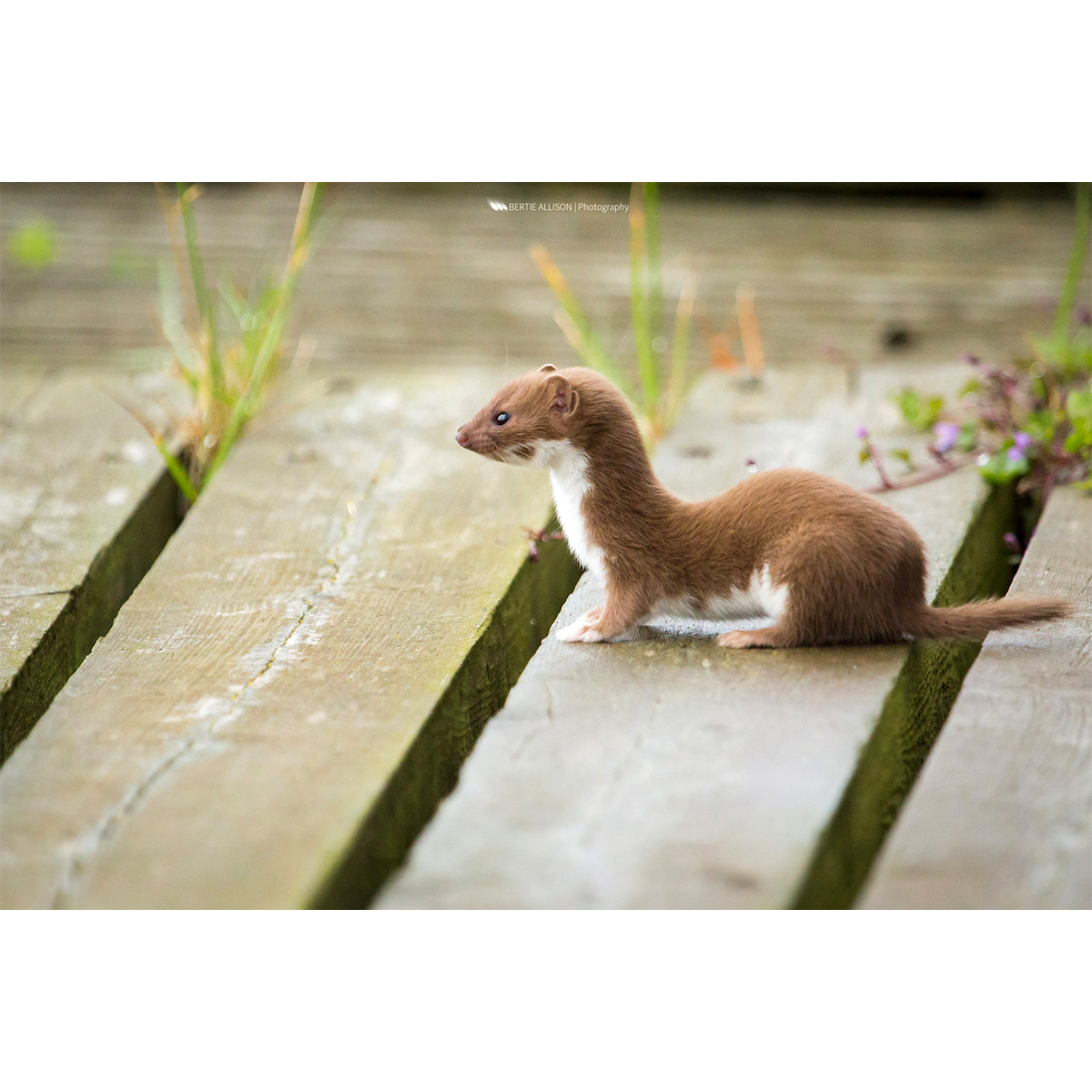Ласка (Mustela nivalis) Фото №2