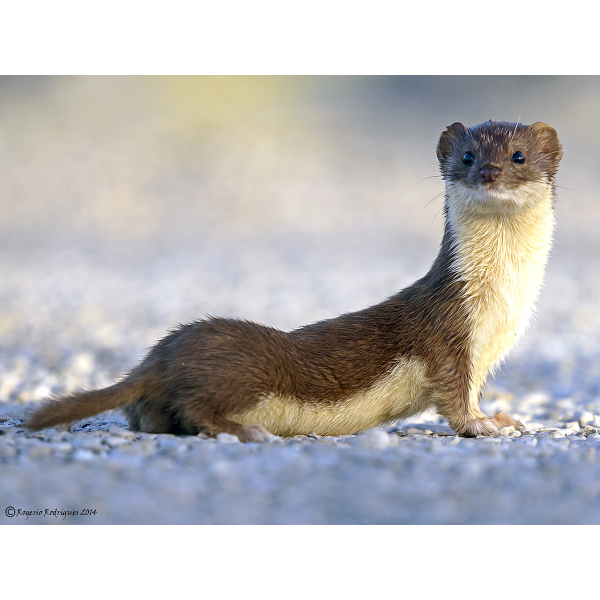 Ласка (Mustela nivalis) Фото №3