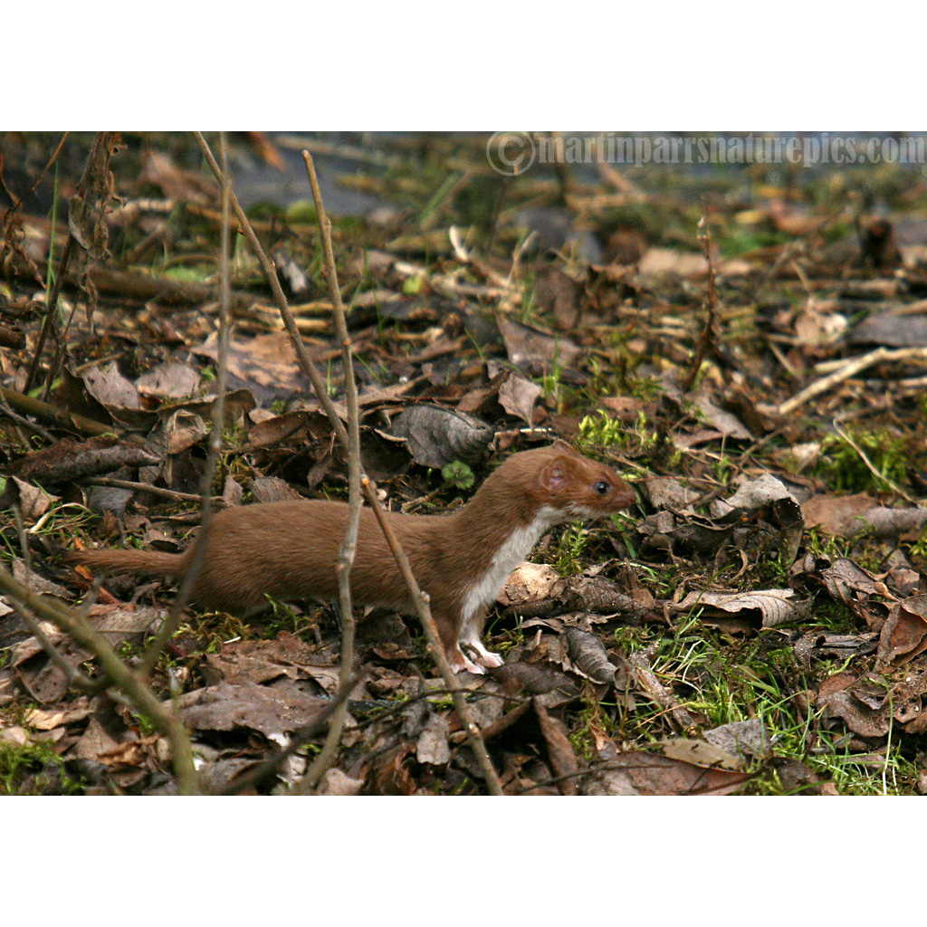 Ласка (Mustela nivalis) Фото №4