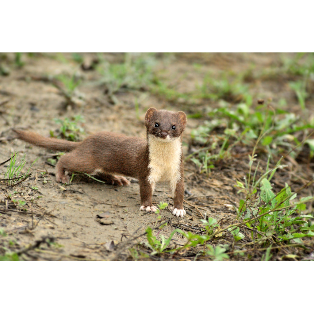 Ласка (Mustela nivalis) Фото №5