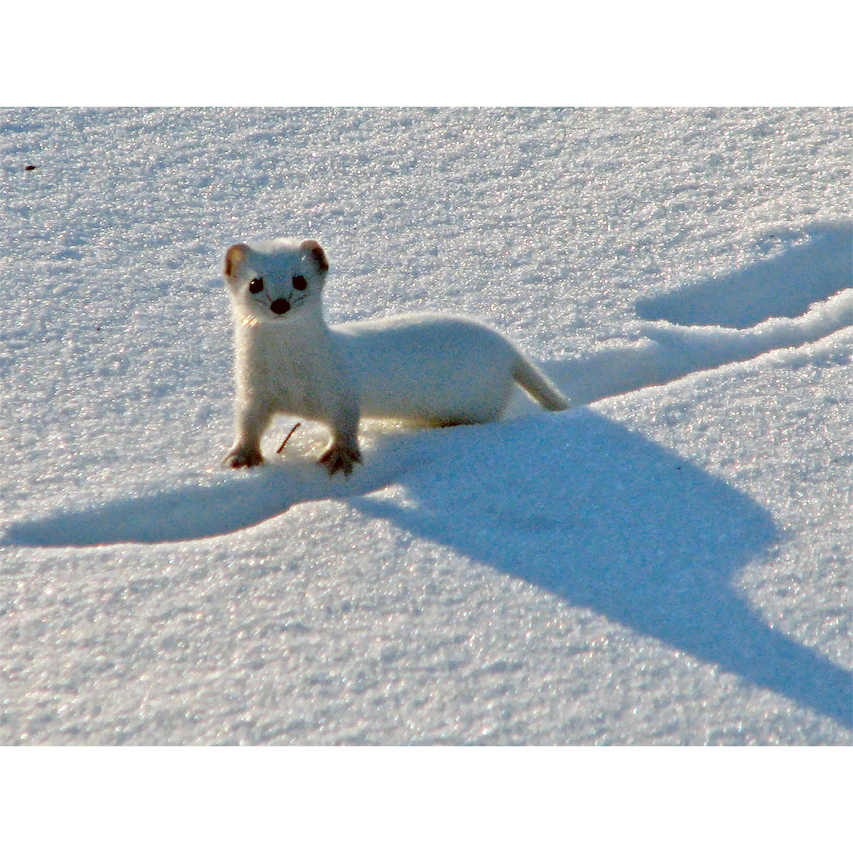 Ласка (Mustela nivalis) Фото №6