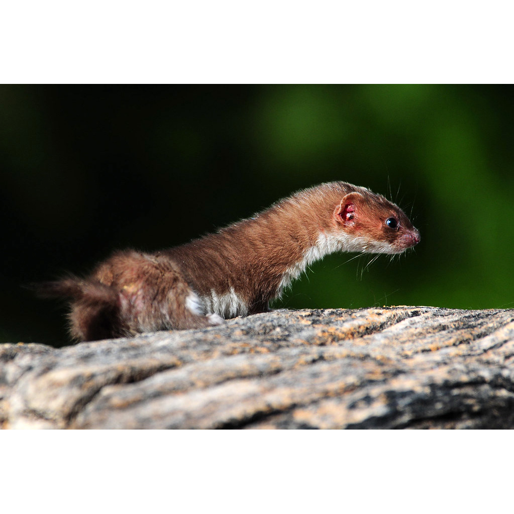 Ласка (Mustela nivalis) Фото №7