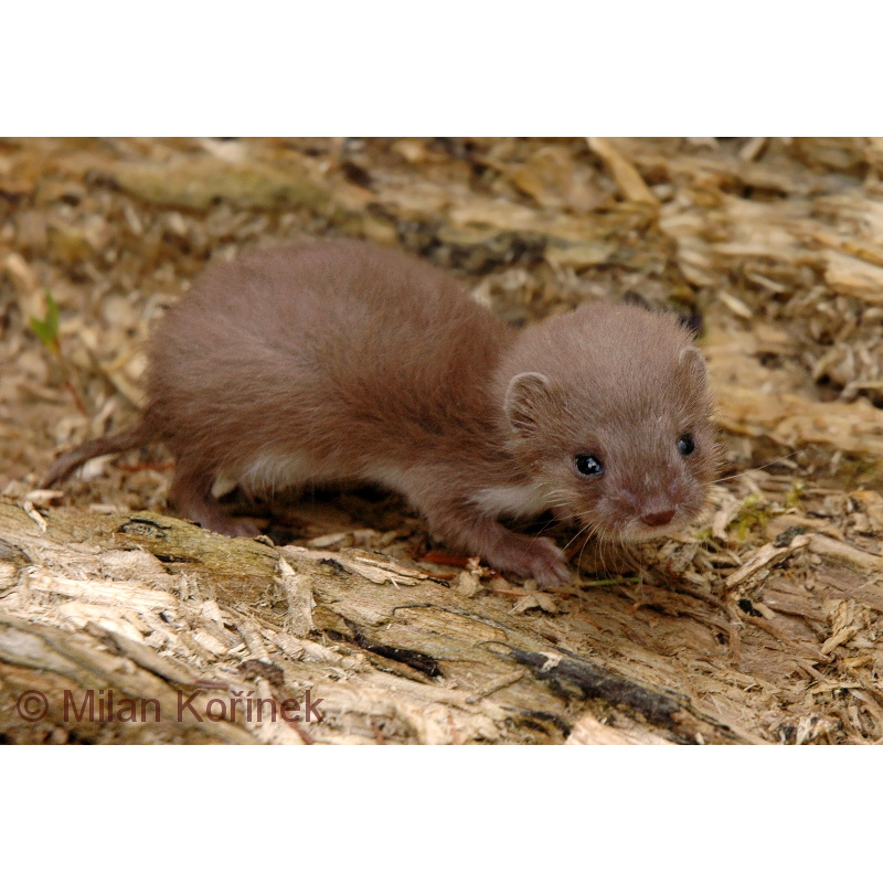 Ласка (Mustela nivalis) Фото №8