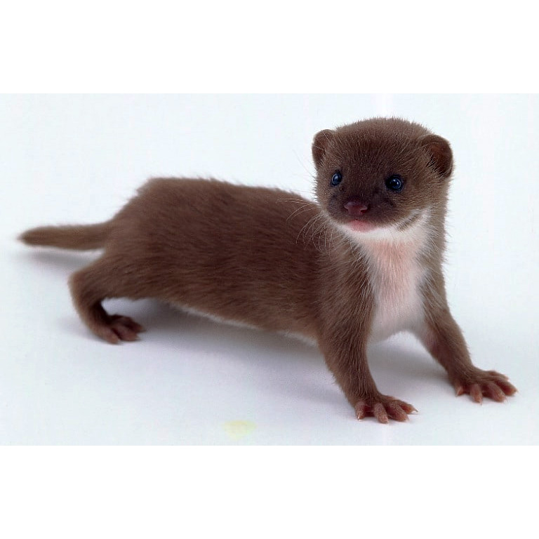 Ласка (Mustela nivalis) Фото №9