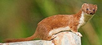Mustela nivalis boccamela