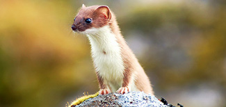 Mustela nivalis eskimo