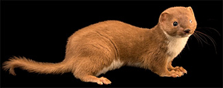 Mustela nivalis nivalis