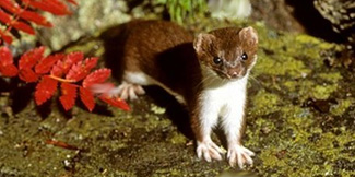 Mustela nivalis rixosa