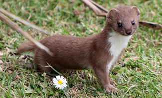 Mustela nivalis vulgaris