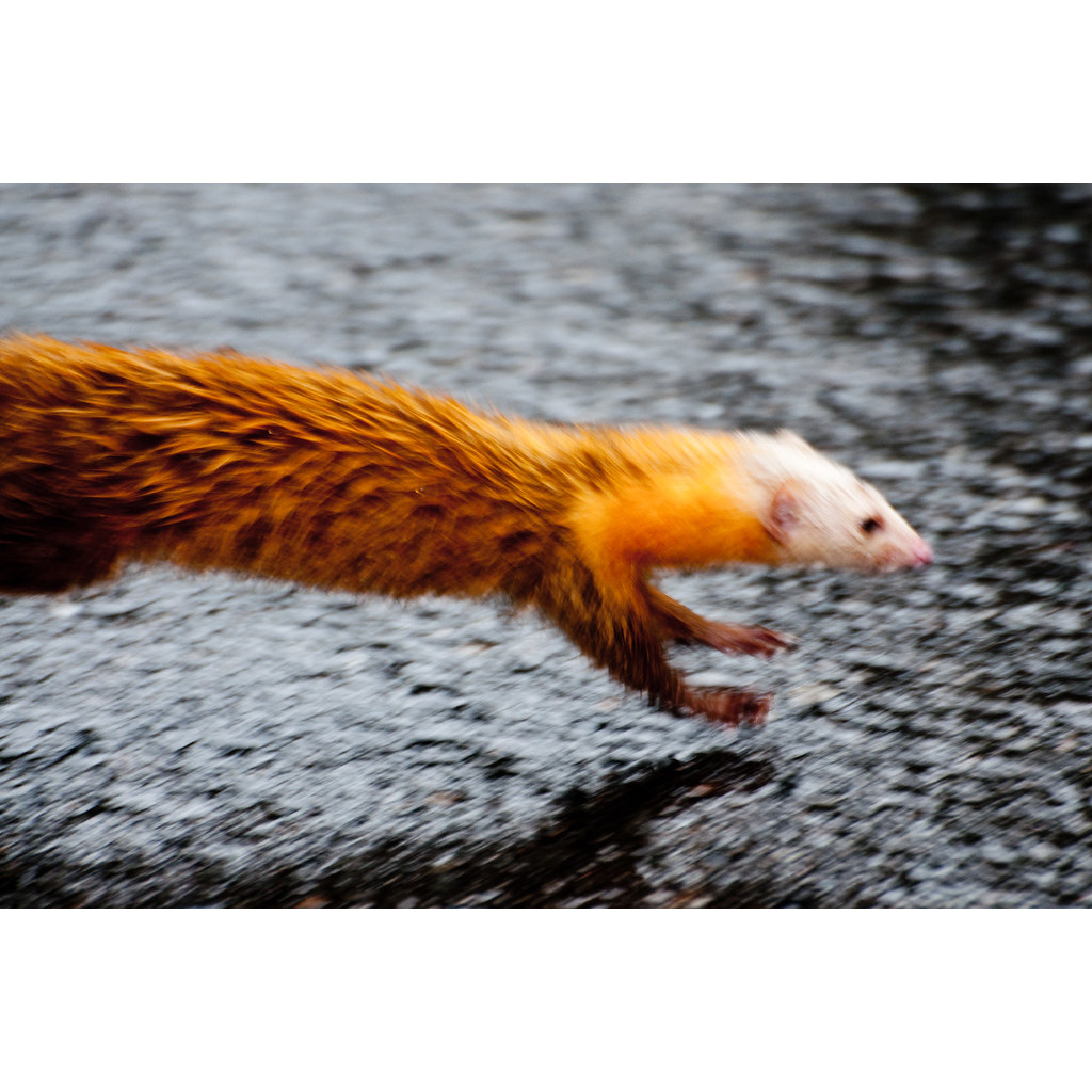 Голостопая Ласка (Mustela nudipes) Фото №2