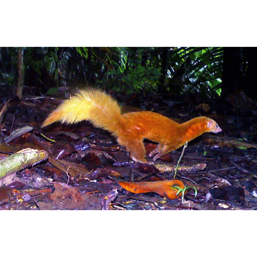 Голостопая Ласка (Mustela nudipes) Фото №4