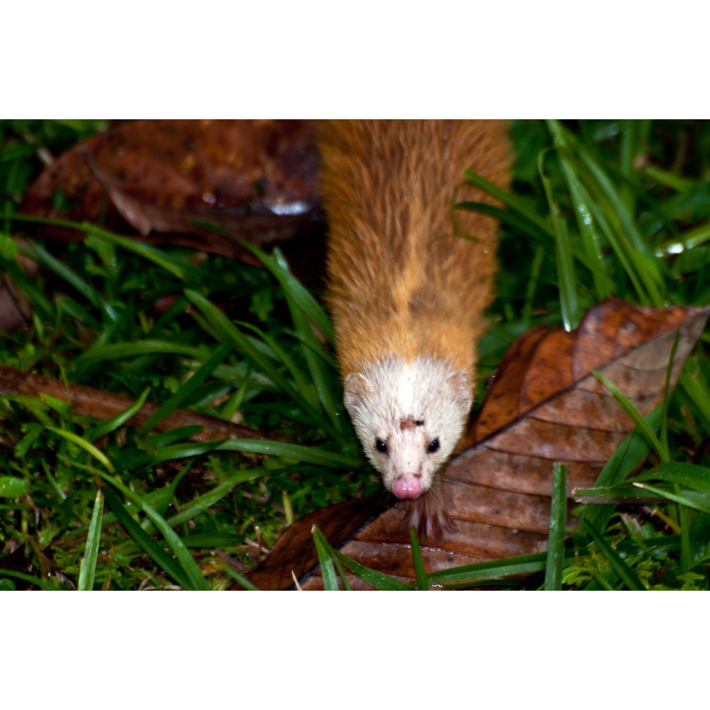 Голостопая Ласка (Mustela nudipes) Фото №7