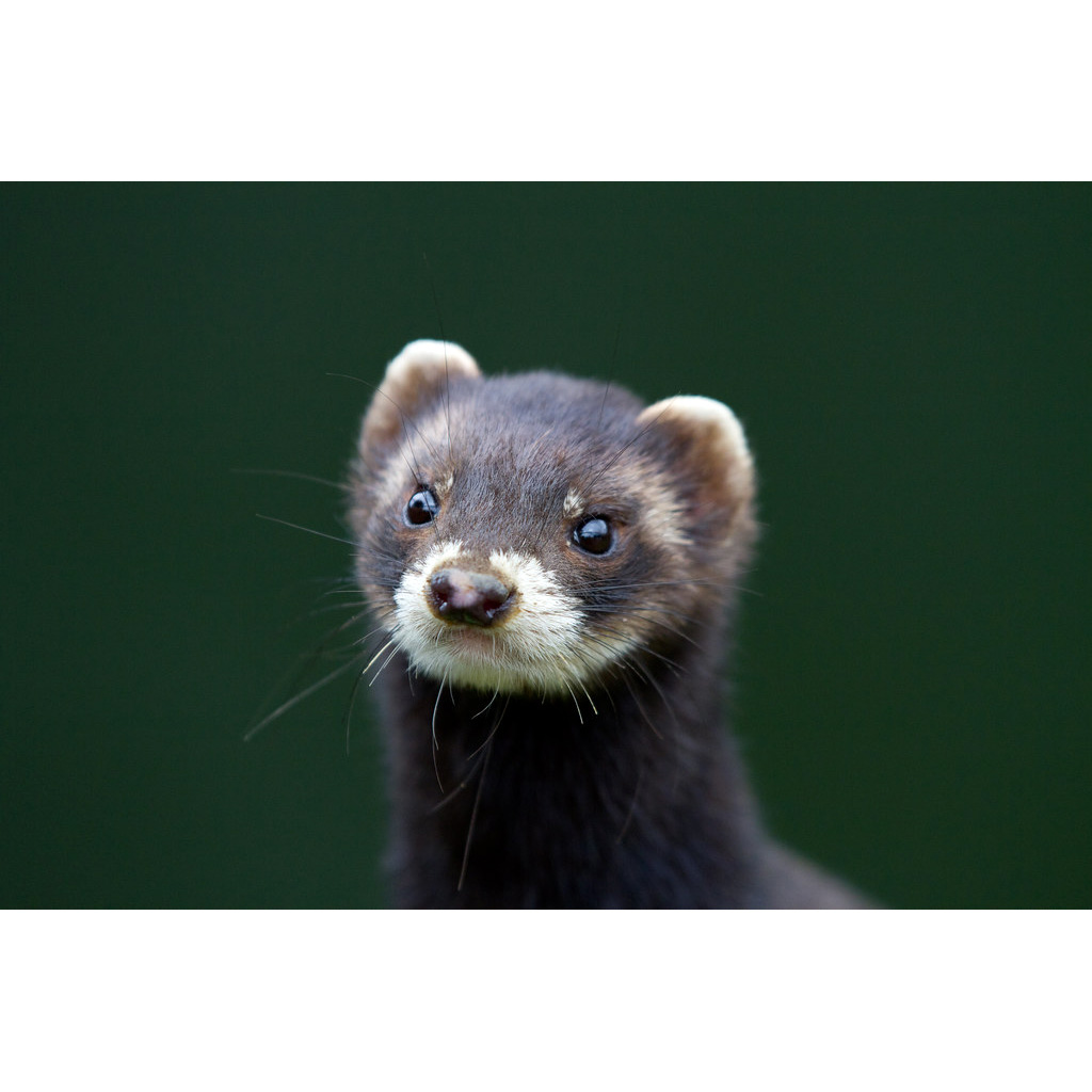 Лесной хорёк (Mustela putorius) Фото №10
