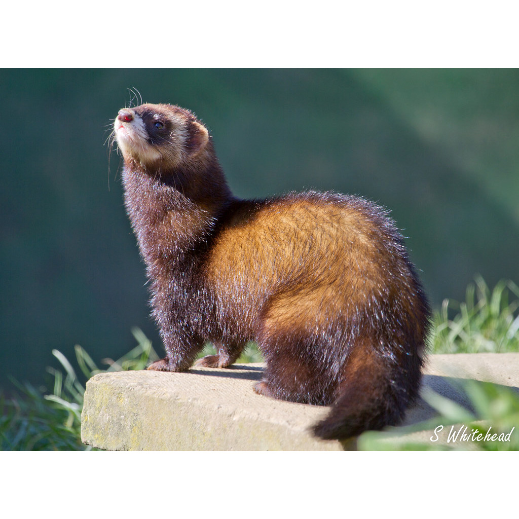 Лесной хорёк (Mustela putorius) Фото №2