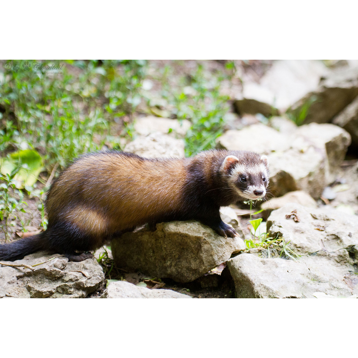 Лесной хорёк (Mustela putorius) Фото №3