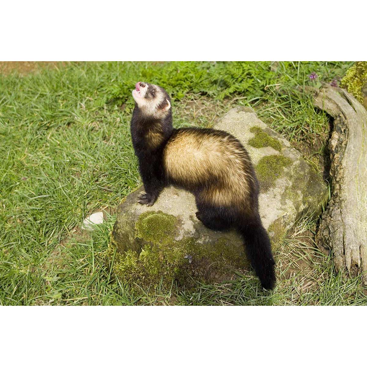 Лесной хорёк (Mustela putorius) Фото №4