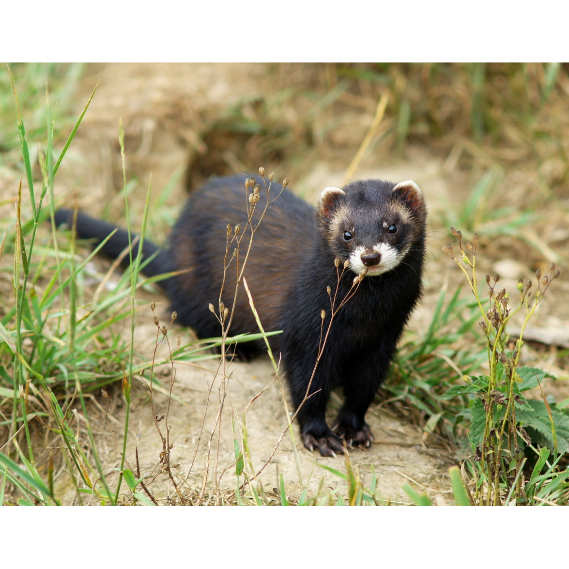 Лесной хорёк (Mustela putorius) Фото №5