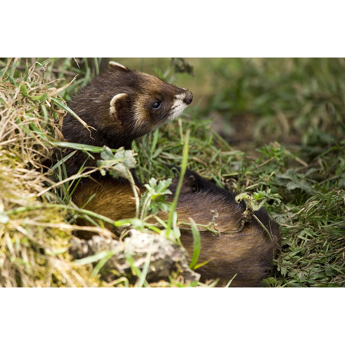 Лесной хорёк (Mustela putorius) Фото №6