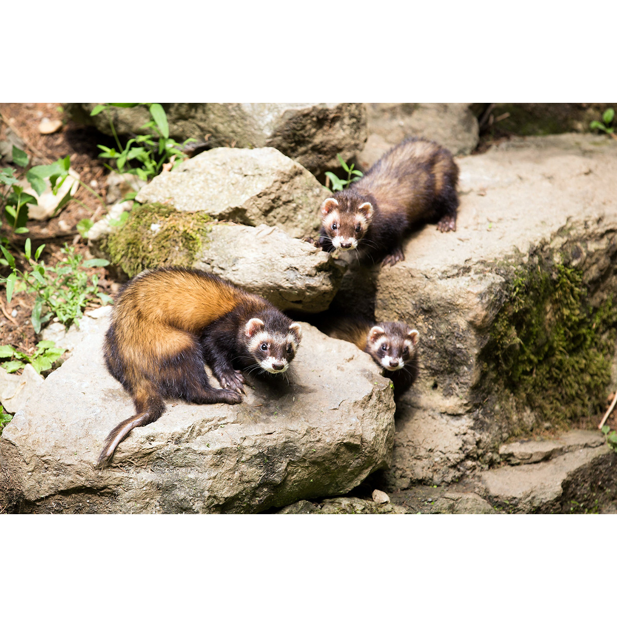 Лесной хорёк (Mustela putorius) Фото №7