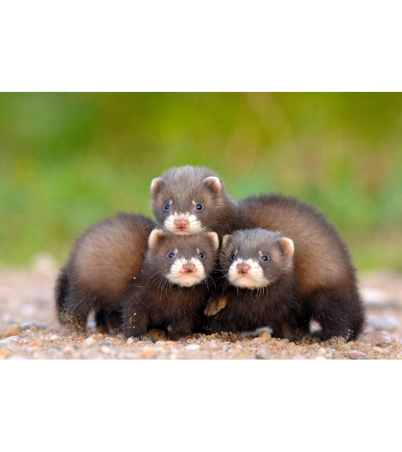 Лесной хорёк (Mustela putorius) Фото №8