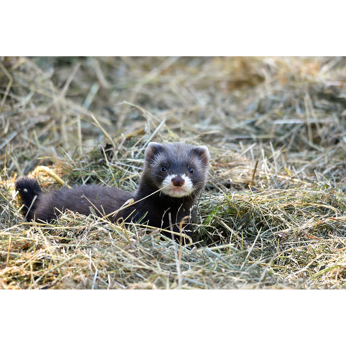 Лесной хорёк (Mustela putorius) Фото №9