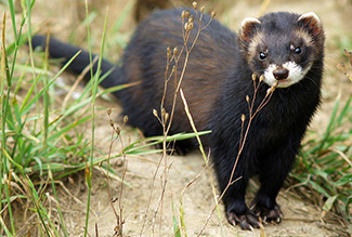 Mustela putorius anglia