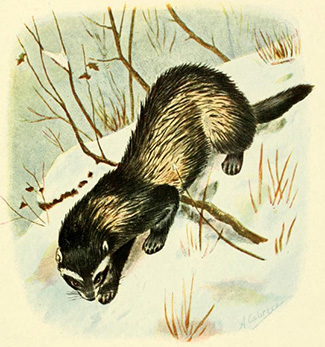 Mustela putorius aureola