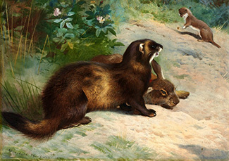 Mustela putorius caledoniae