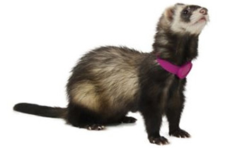 Mustela putorius furo