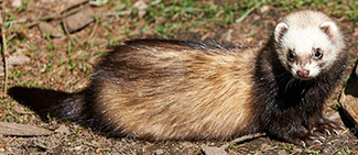 Mustela putorius putorius