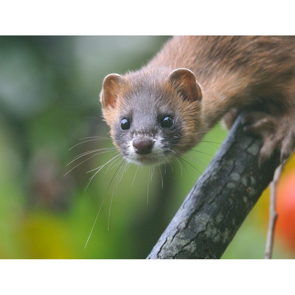 Колонок (Mustela sibirica) Фото №10