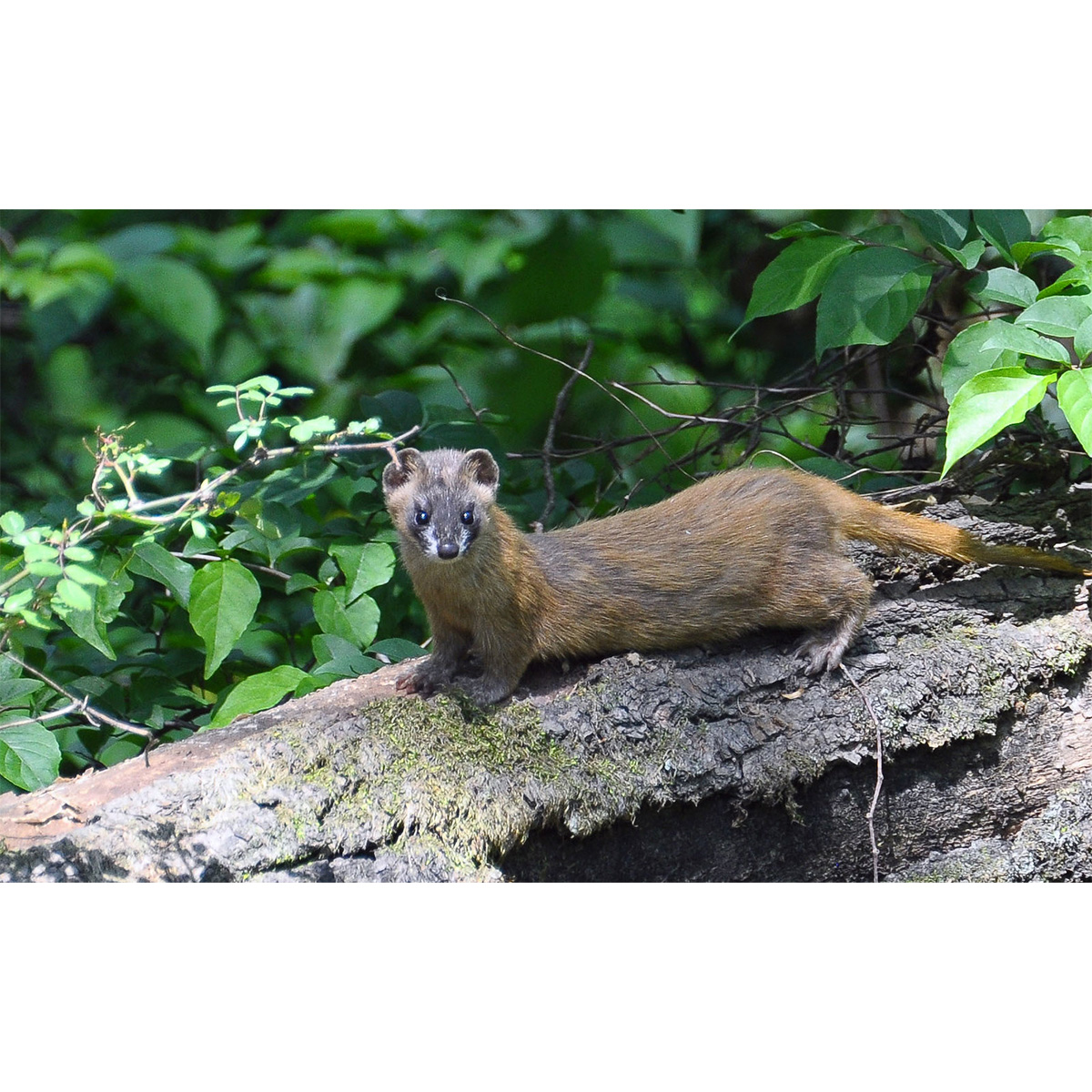 Колонок (Mustela sibirica) Фото №2