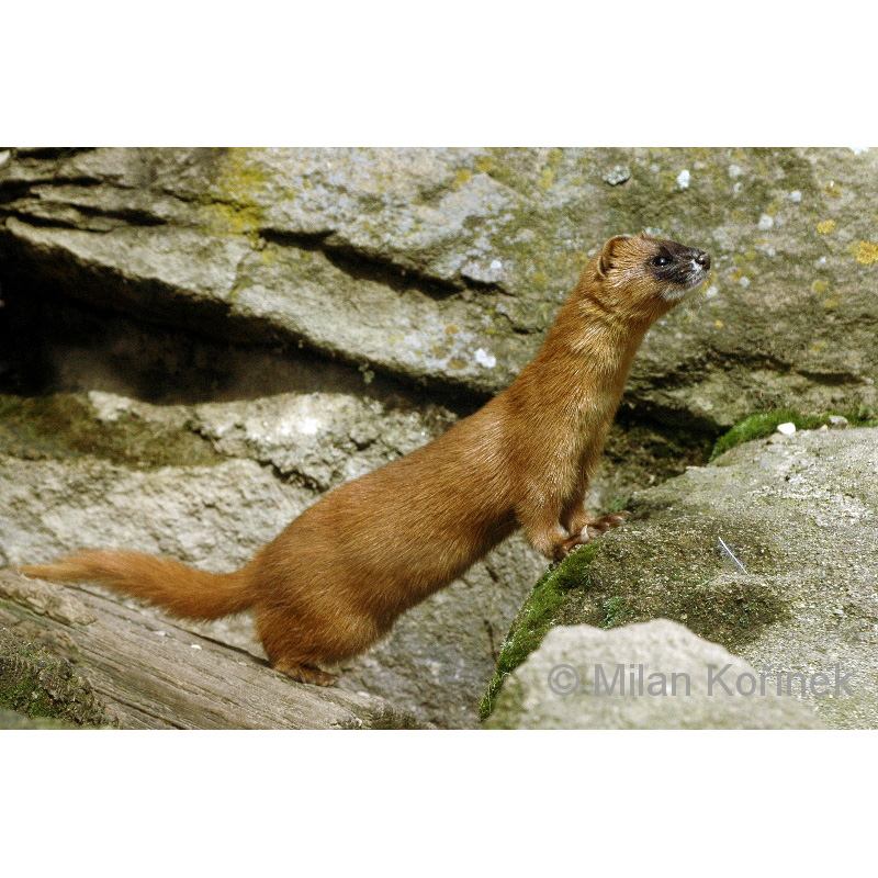 Колонок (Mustela sibirica) Фото №4