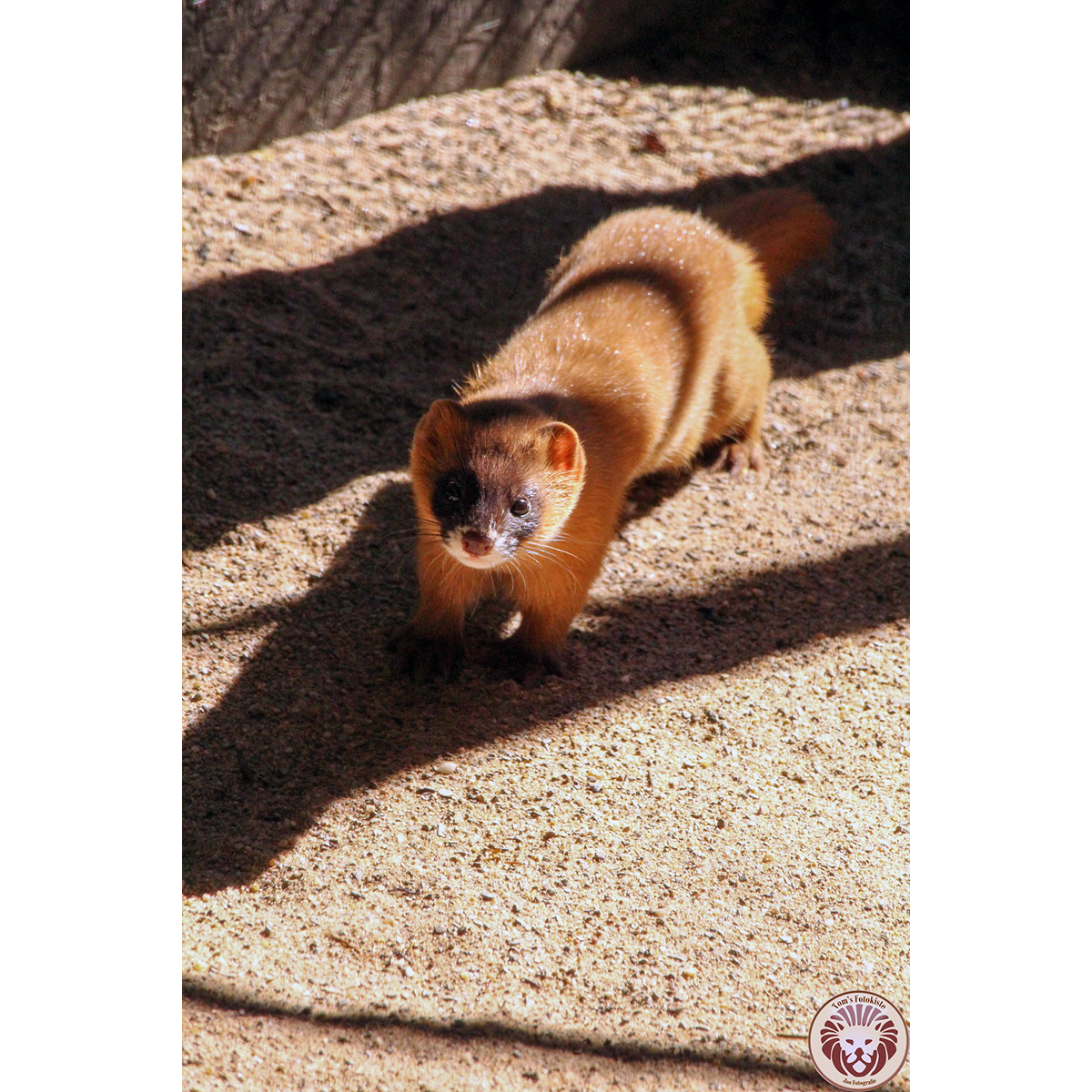 Колонок (Mustela sibirica) Фото №5