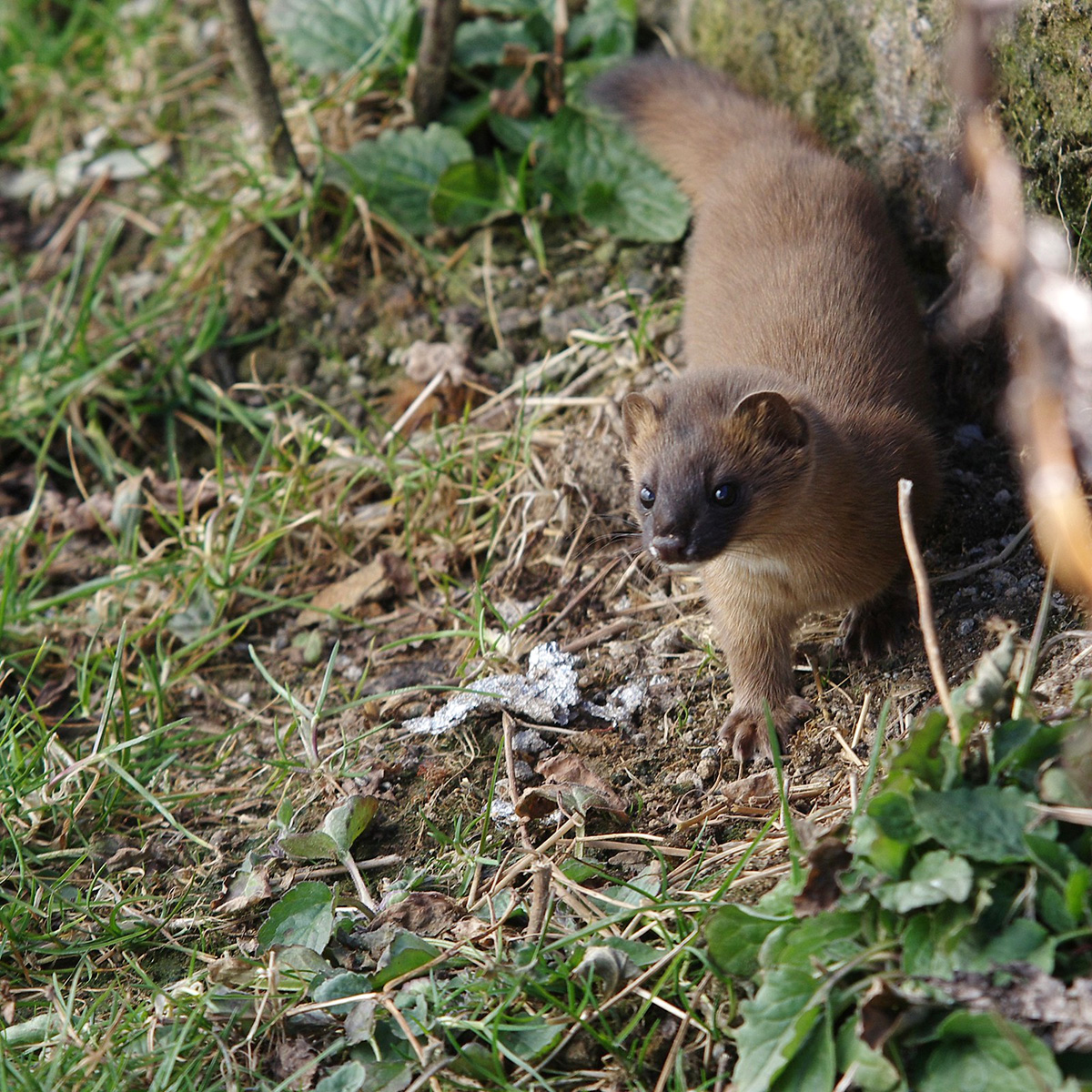 Колонок (Mustela sibirica) Фото №6