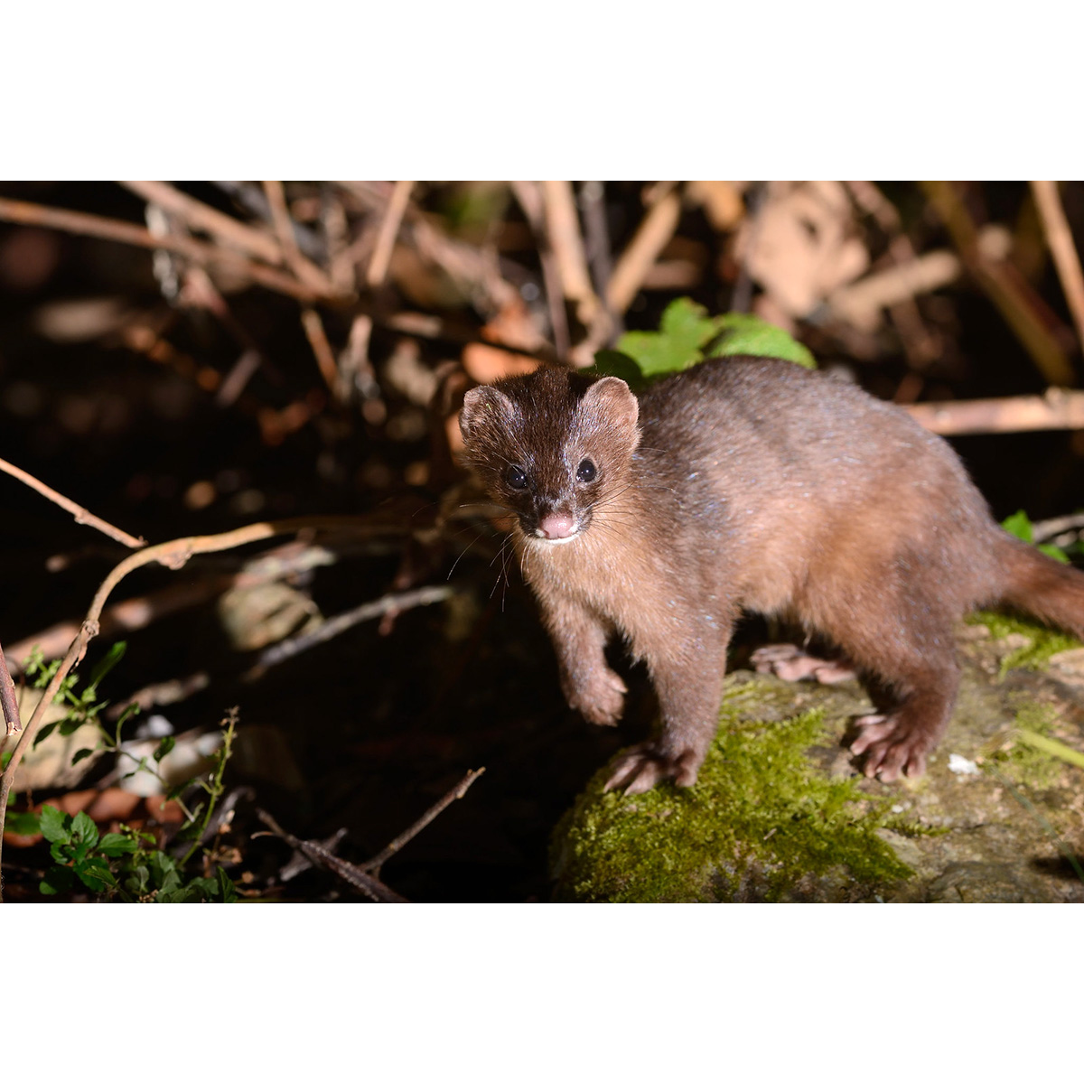 Колонок (Mustela sibirica) Фото №7