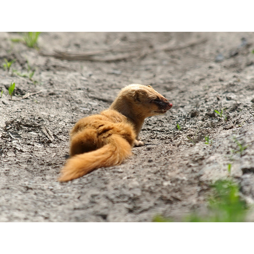 Колонок (Mustela sibirica) Фото №8