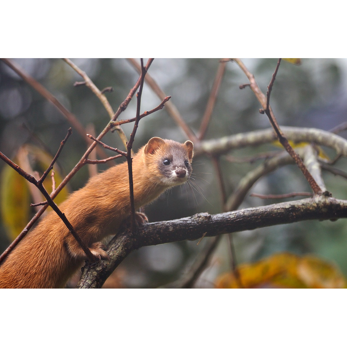 Колонок (Mustela sibirica) Фото №9