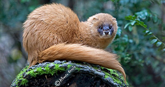 Mustela sibirica sibirica