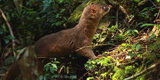 Mustela sibirica taivana