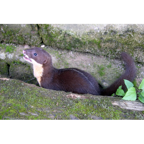 Белополосая ласка (Mustela strigidorsa) Фото №2
