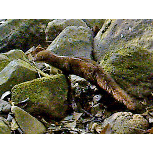 Белополосая ласка (Mustela strigidorsa) Фото №3