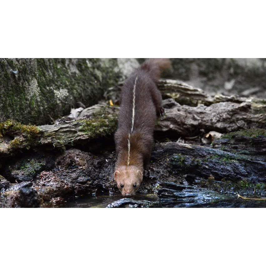 Белополосая ласка (Mustela strigidorsa) Фото №4